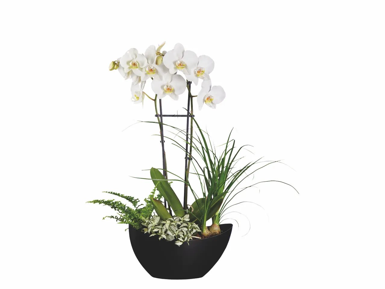 La bouteille verte ou Composition orchidée "vogue"
