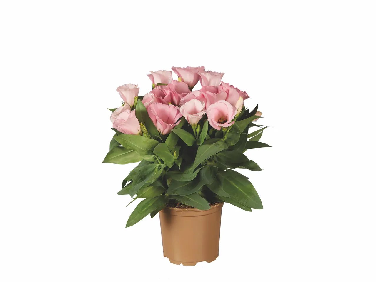 Eustoma