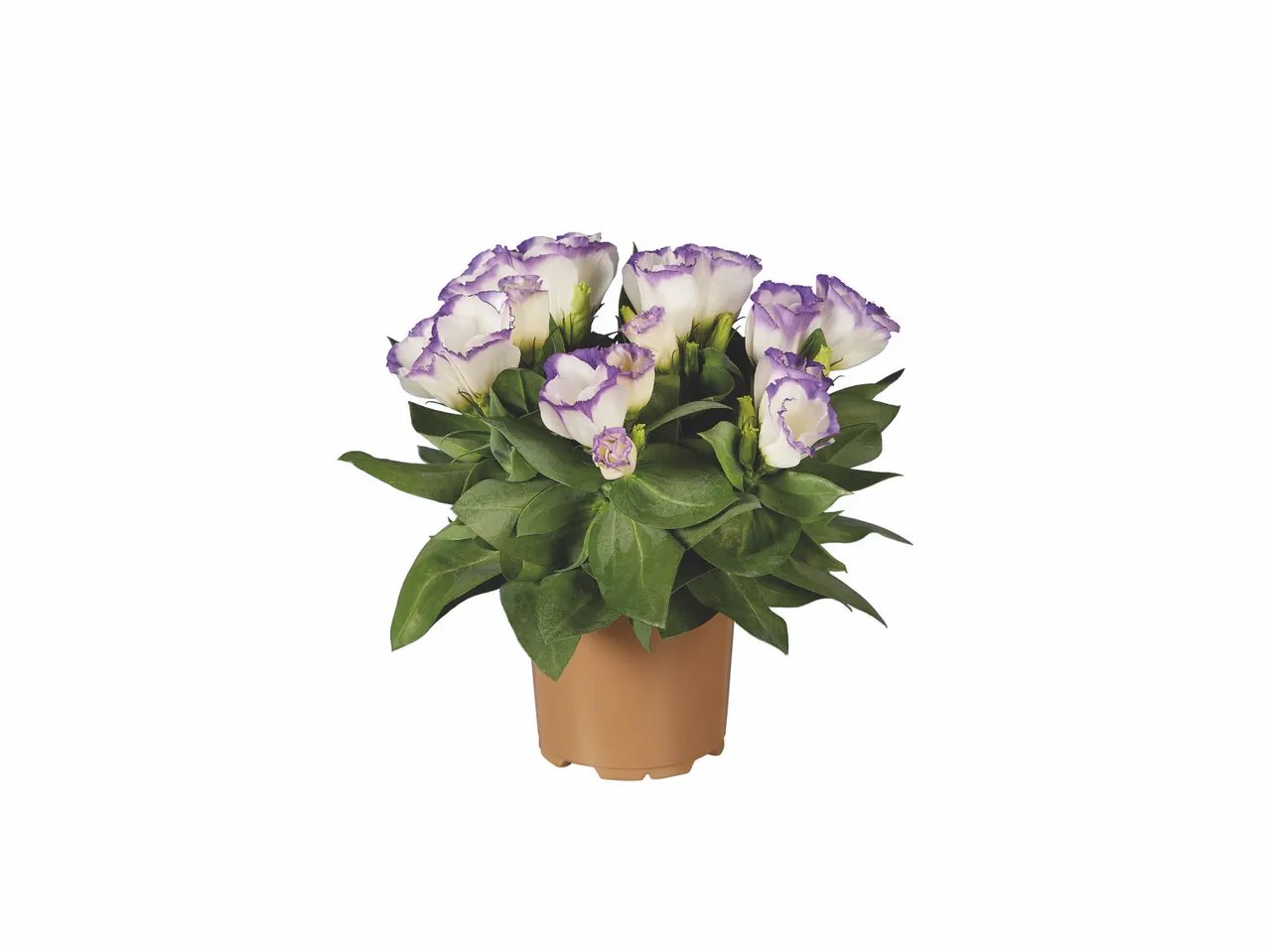 Eustoma