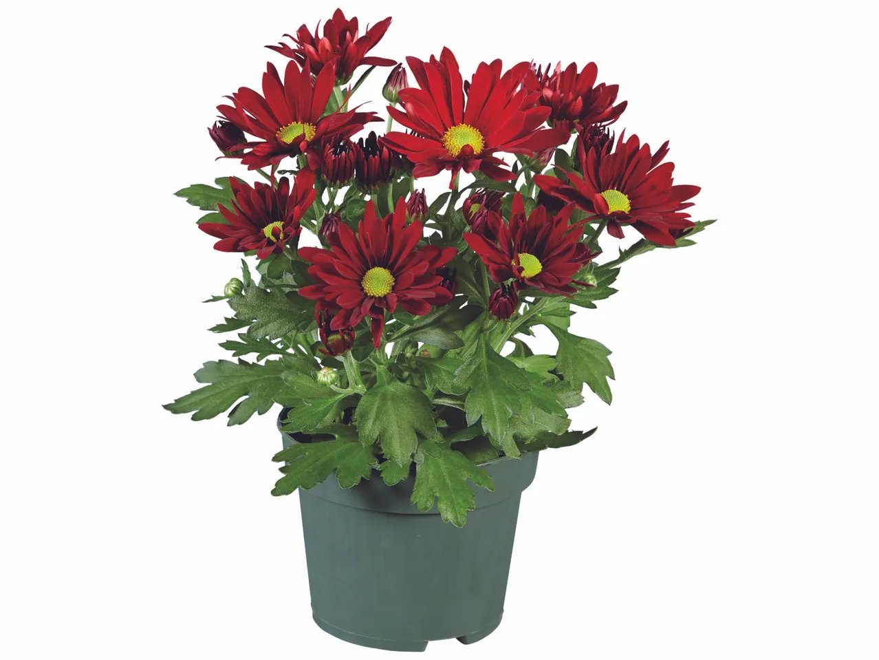 Chrysanthème Carnaval