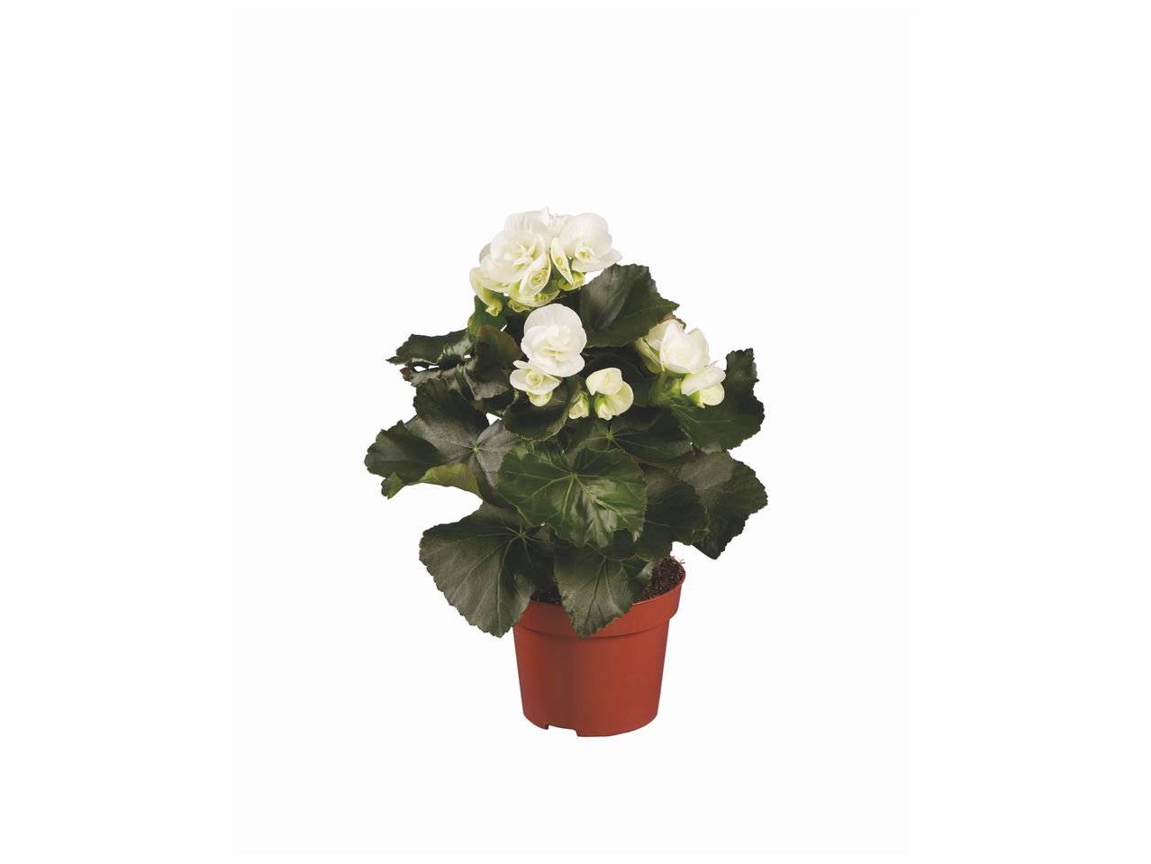 Begonia