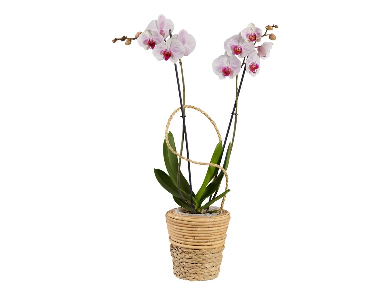Orchidée led