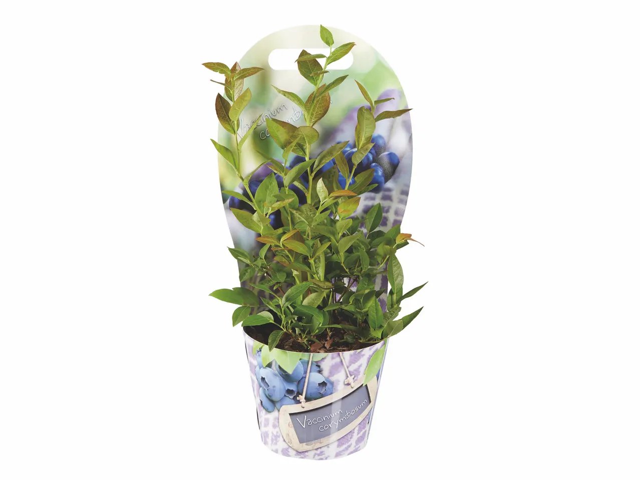 Myrtille en pot