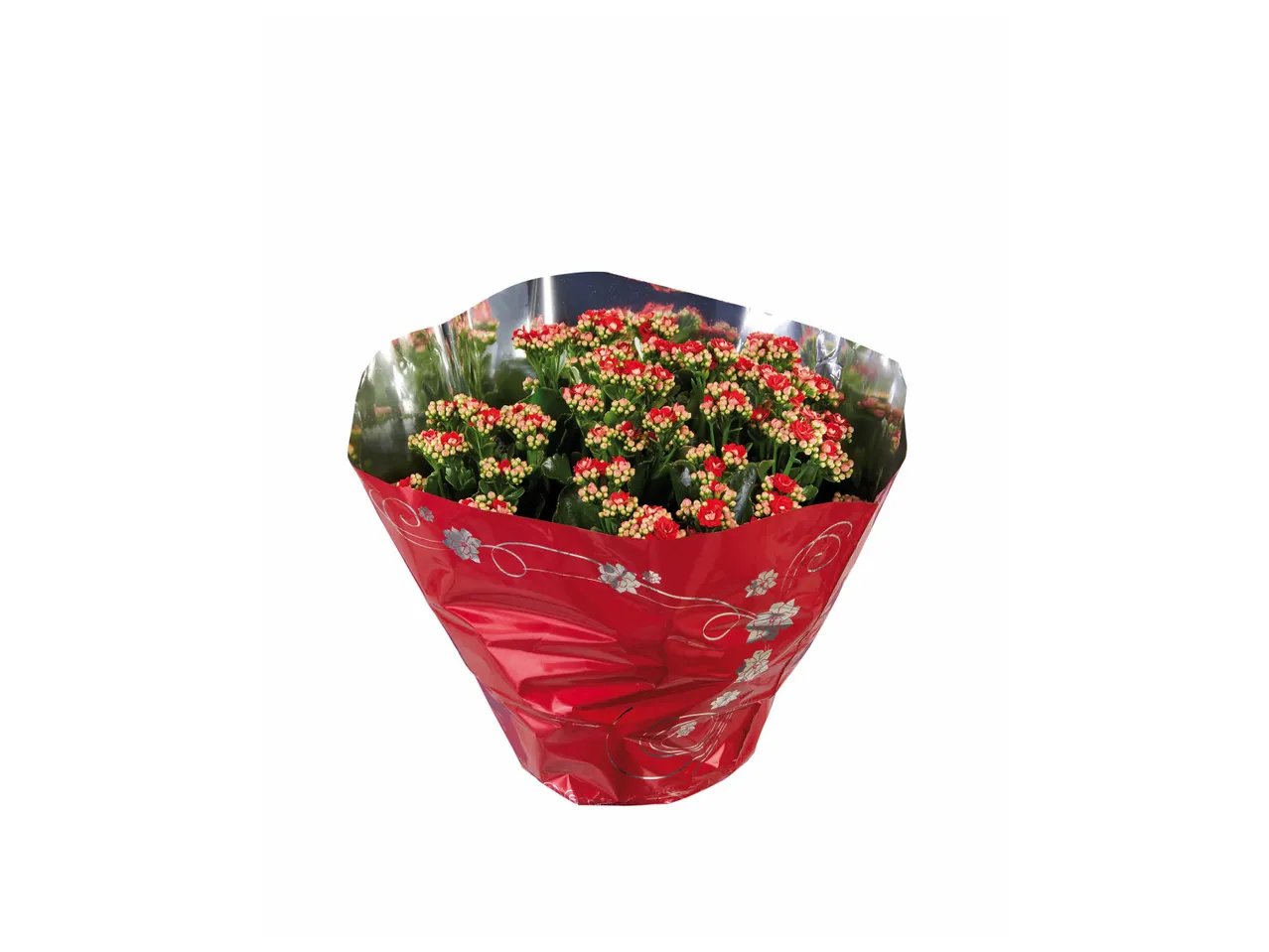 Kalanchoé en coupe ou plante verte