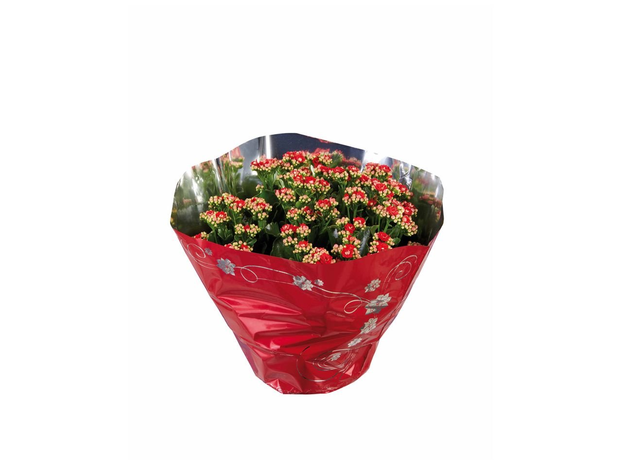 Kalanchoé en coupe ou plante verte