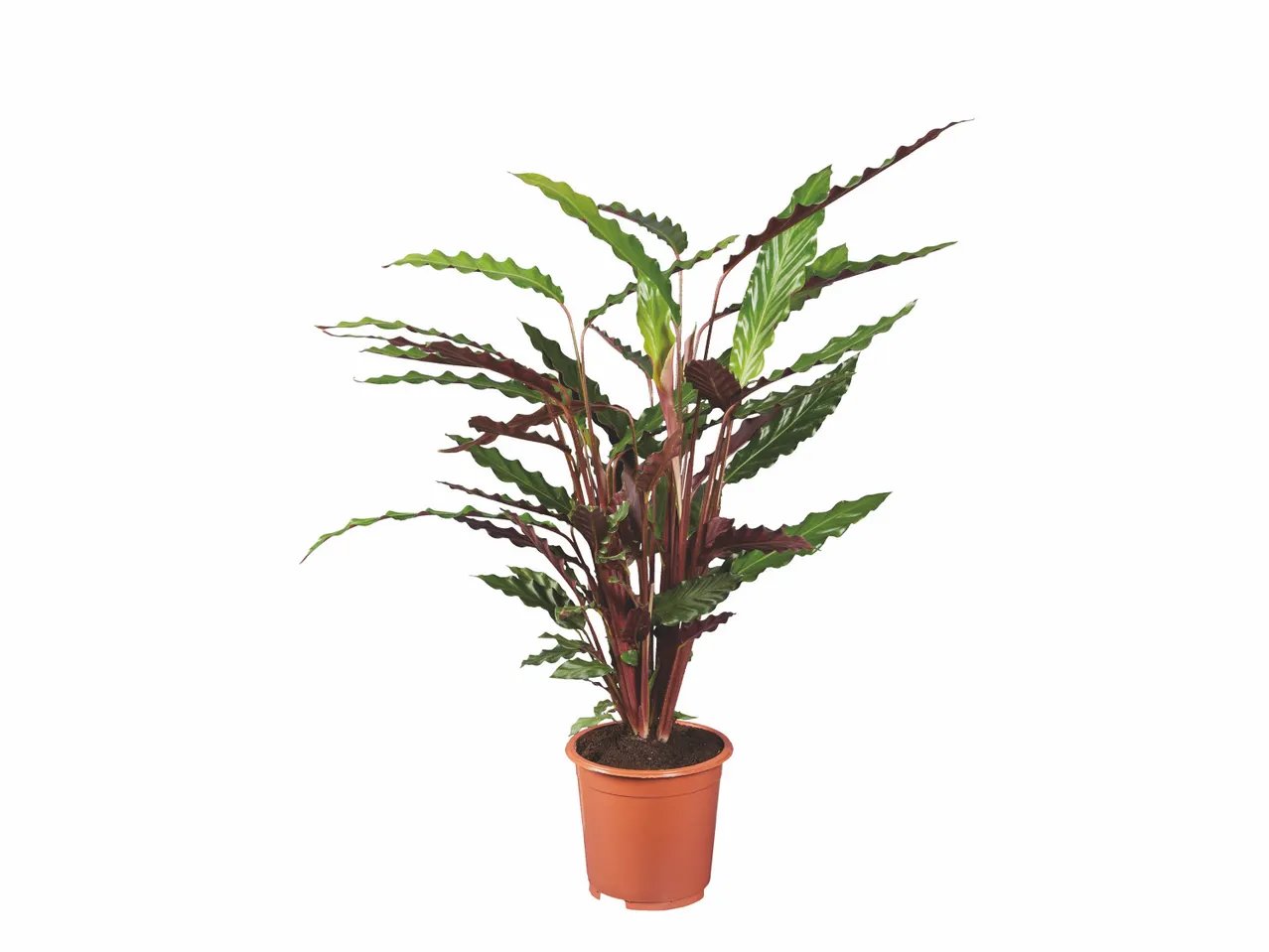 Kalanchoé en coupe ou plante verte