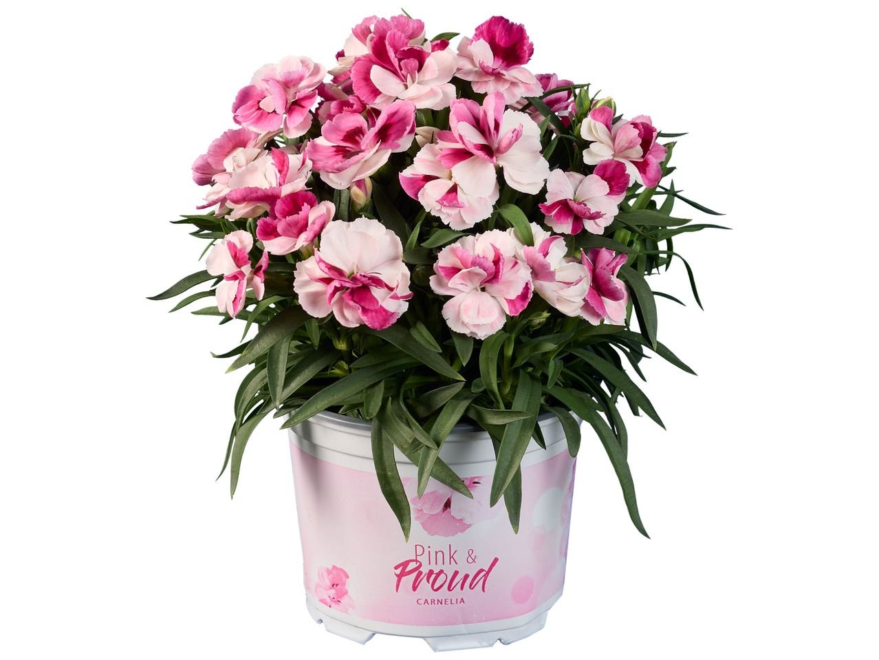 Œillet Pink & Proud ou campanule pot zinc "Nostalgie"