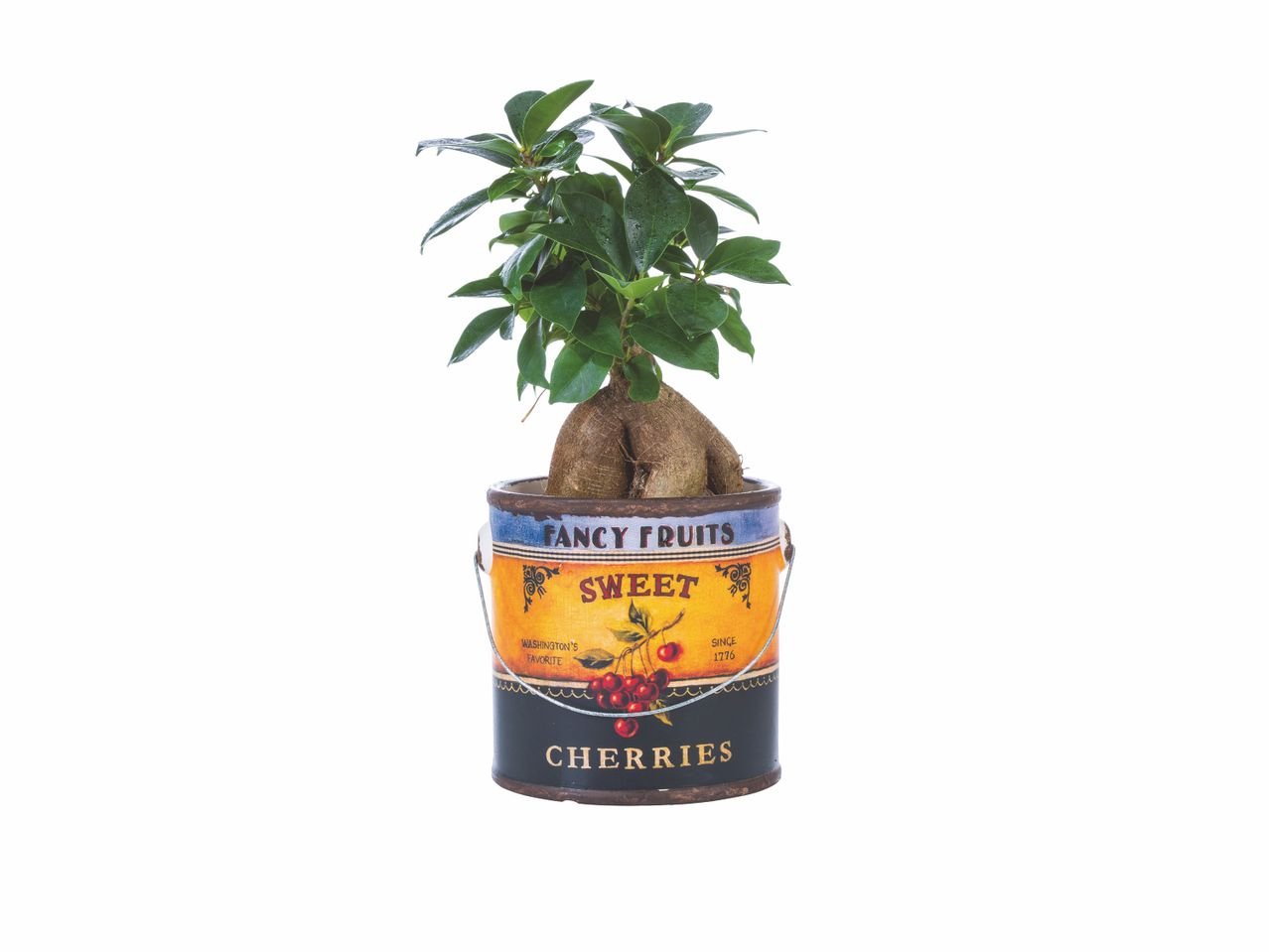 Plante verte en pot vintage ou veronique mix