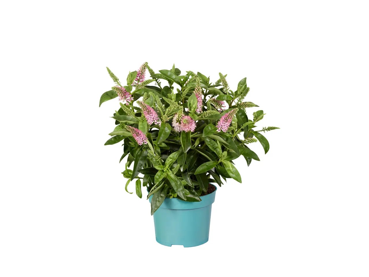 Plante verte en pot vintage ou veronique mix