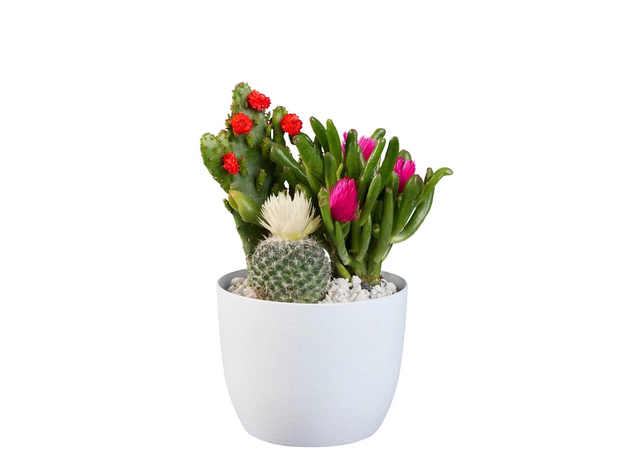 Cactus fleuri