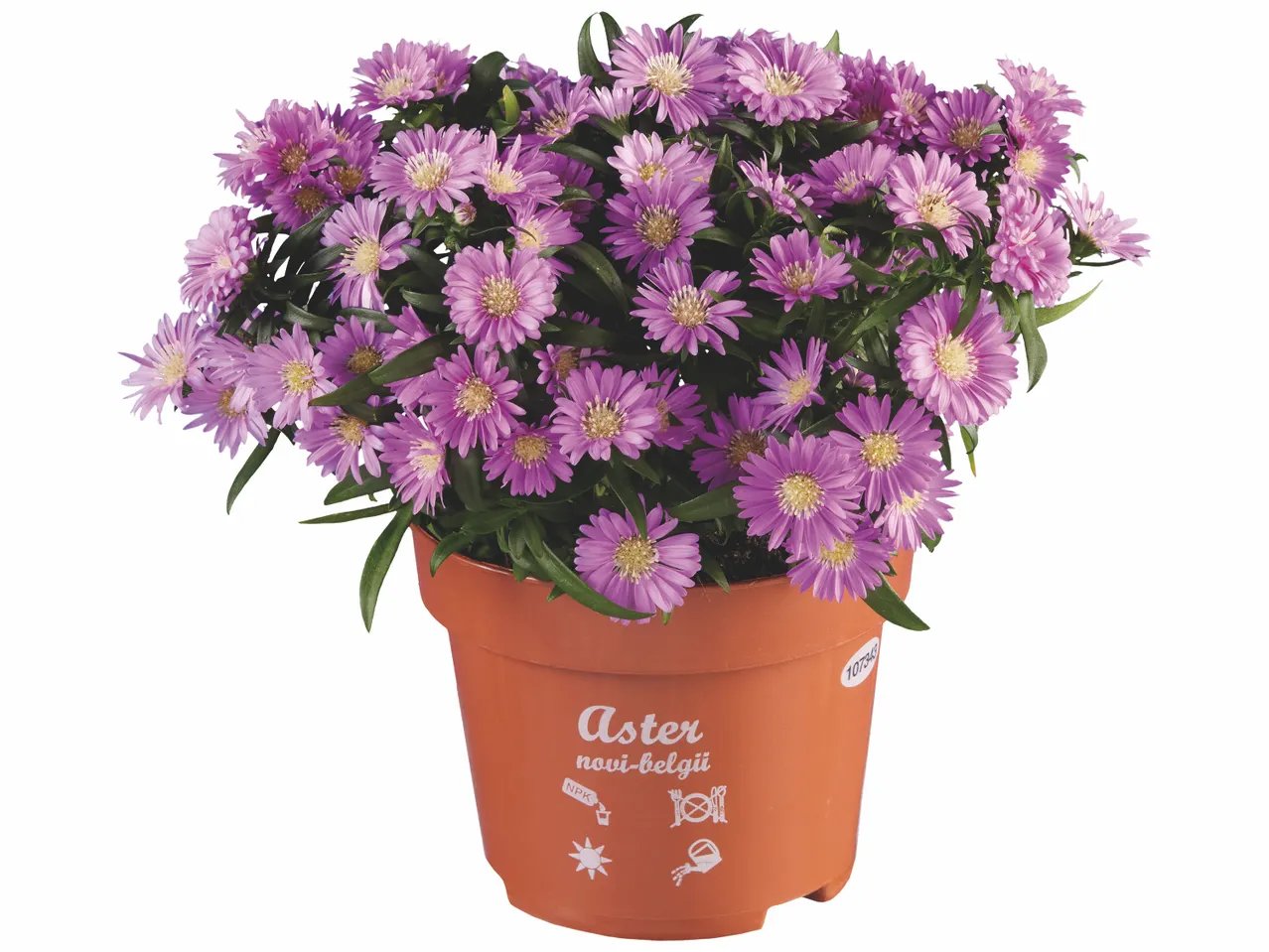 Mini Cyclamen ou Aster en pot