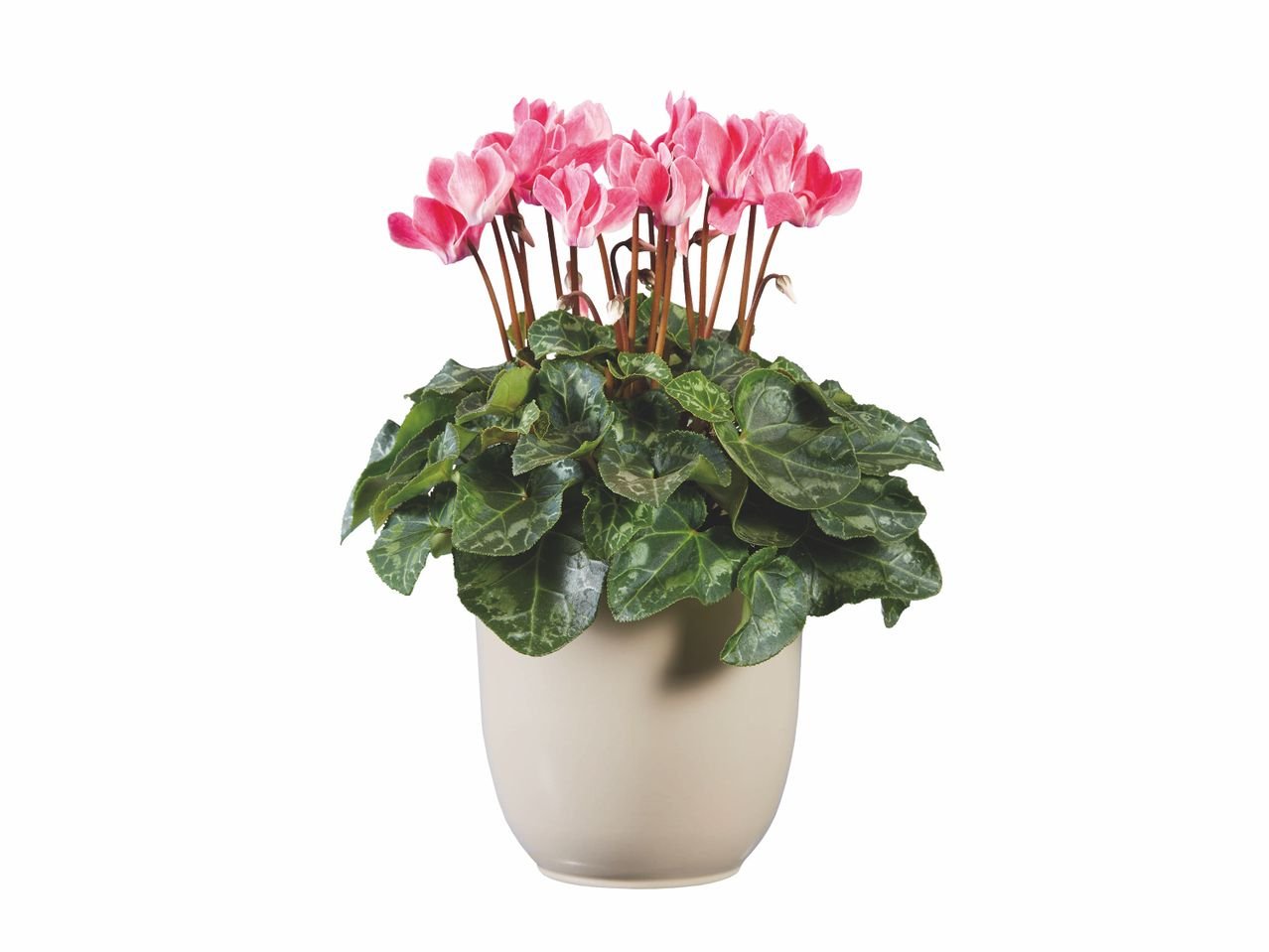 Mini Cyclamen ou Aster en pot