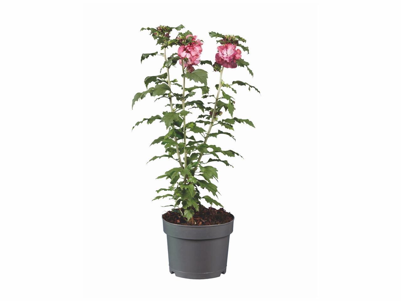 Hibiscus de jardin
