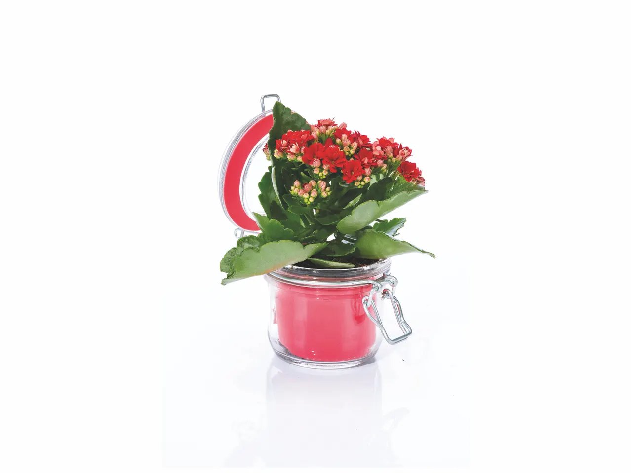 Kalanchoé en vase
