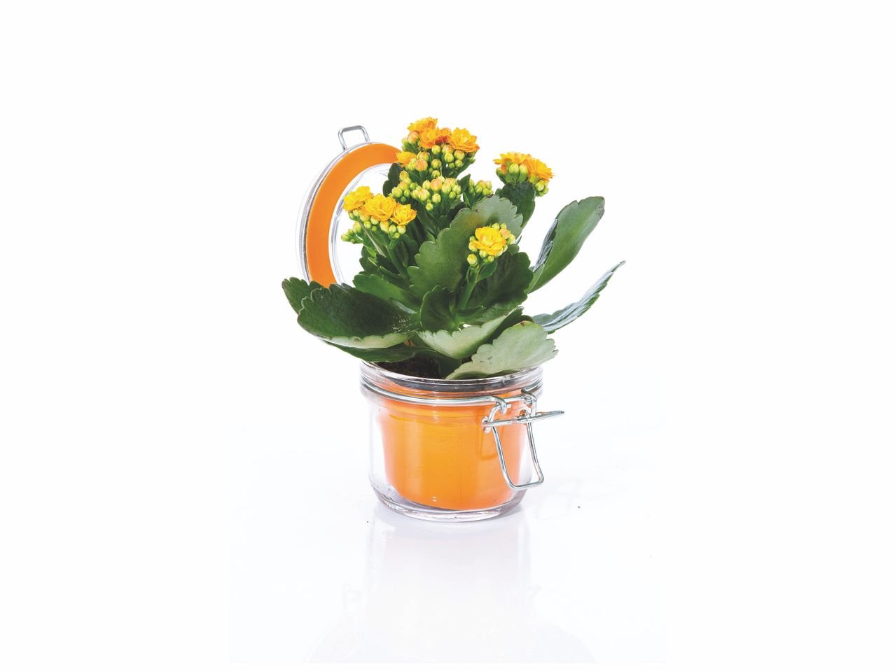 Kalanchoé en vase