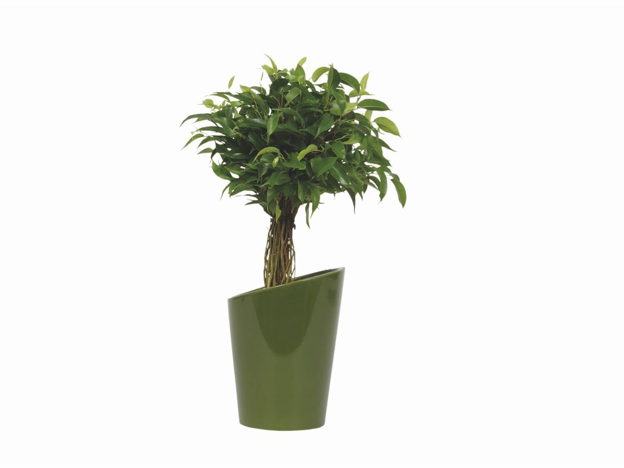 Plante verte en pot design