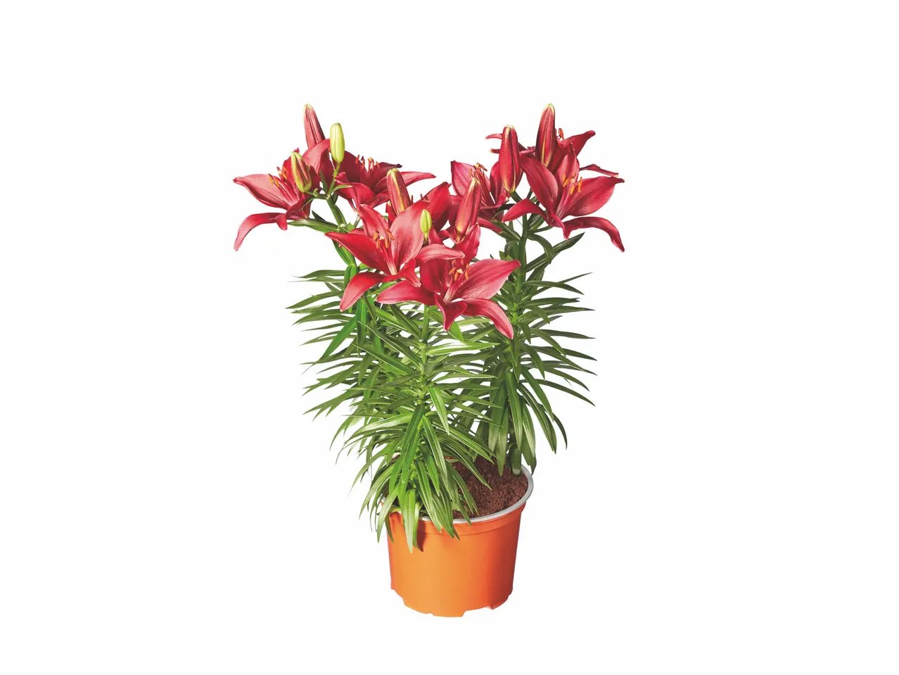 Chrysantheme mix couleur ou Lys asiatique