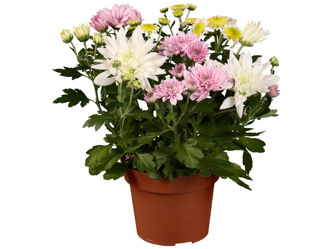 Chrysantheme mix couleur ou Lys asiatique