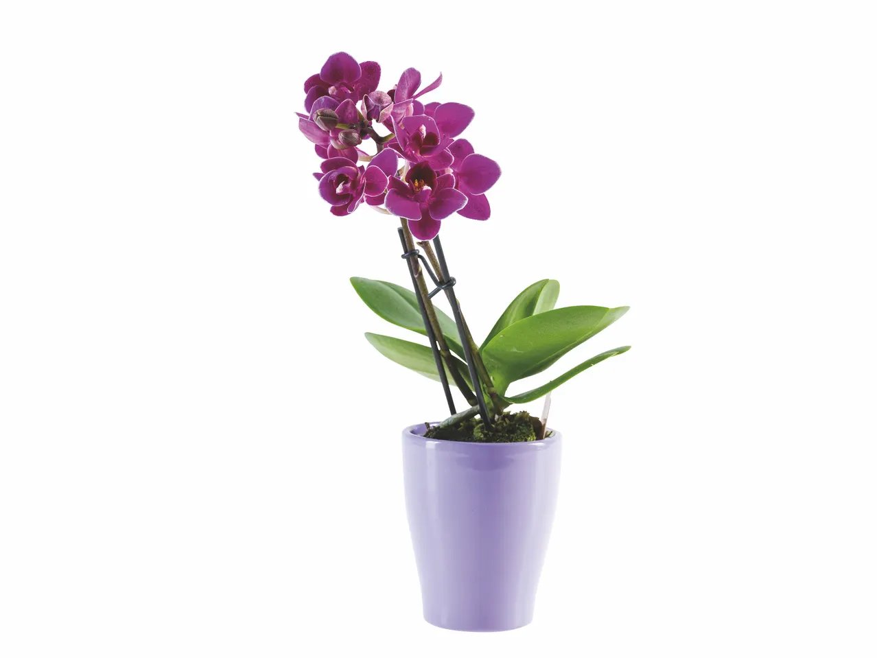 Mini orchidée en pot céramique
