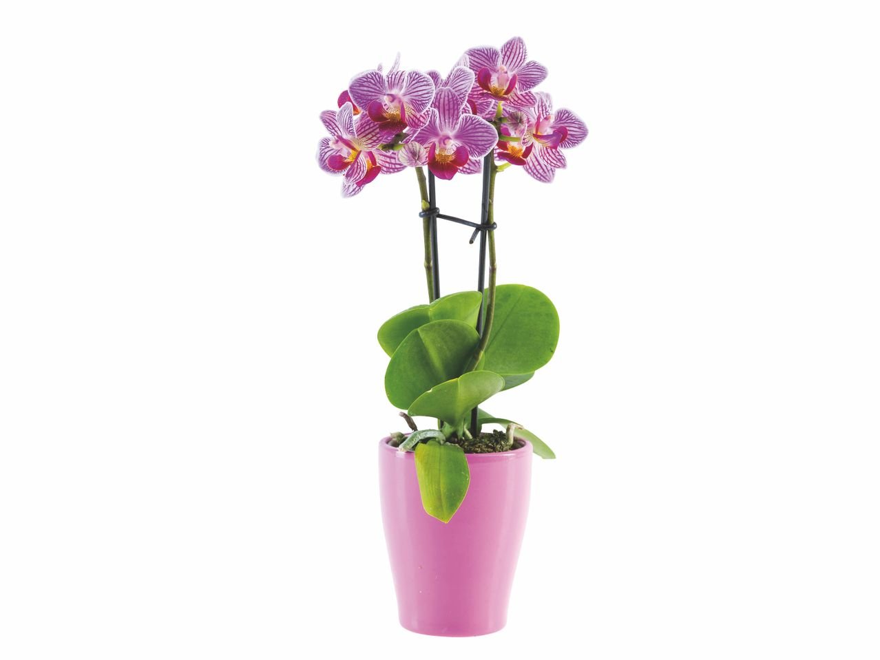 Mini orchidée en pot céramique