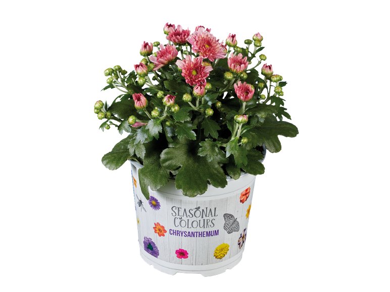 Chrysanthème Multifleur