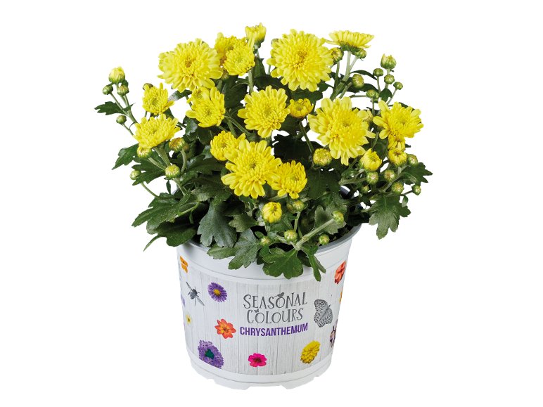 Chrysanthème Multifleur
