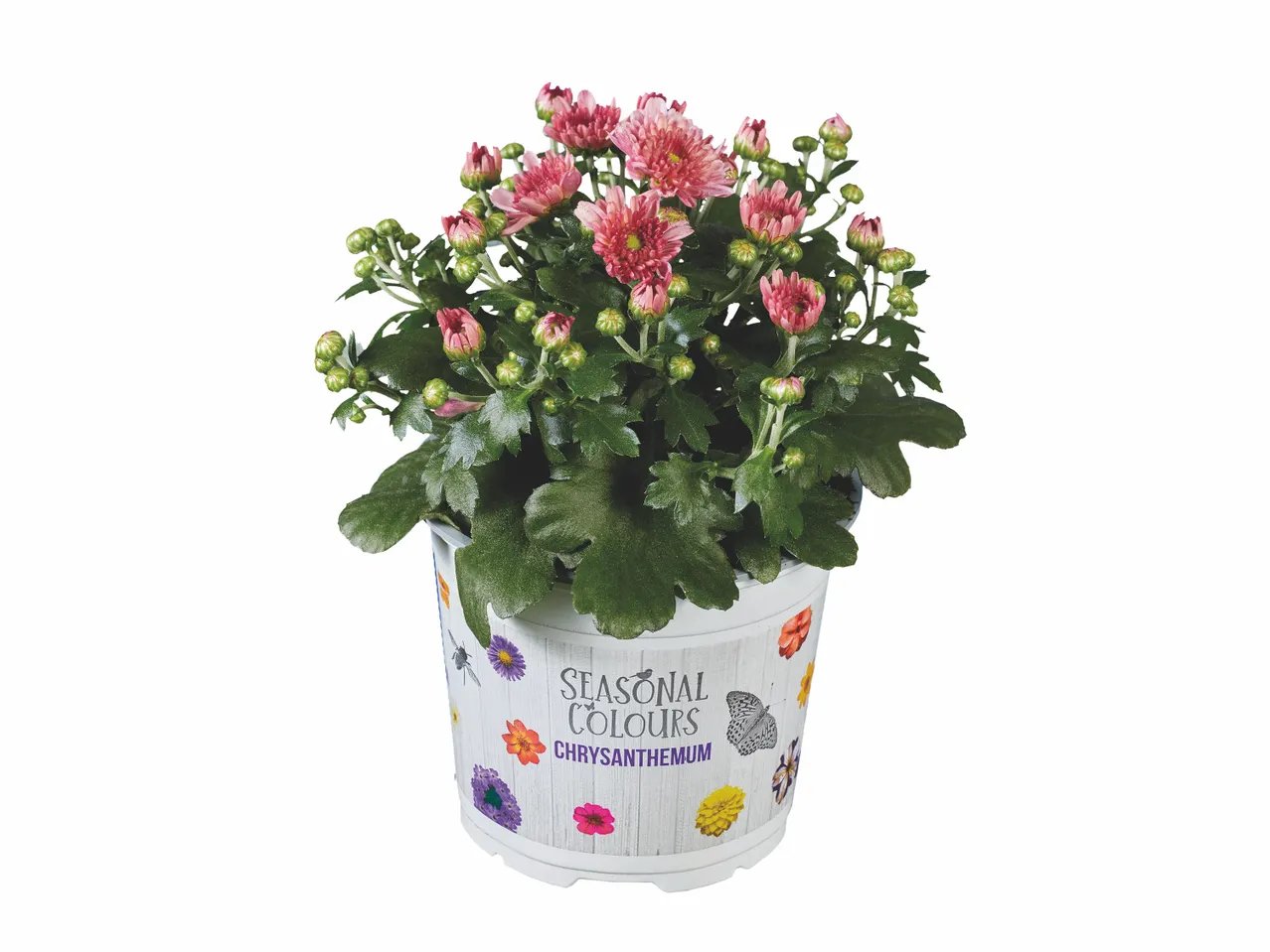Chrysanthème multifleur