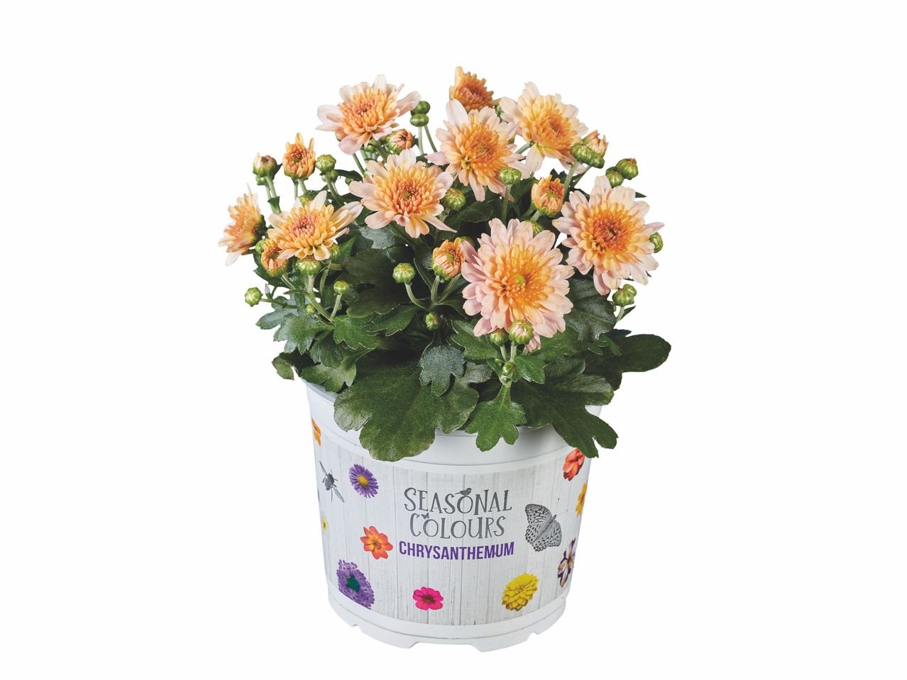 Chrysanthème multifleur
