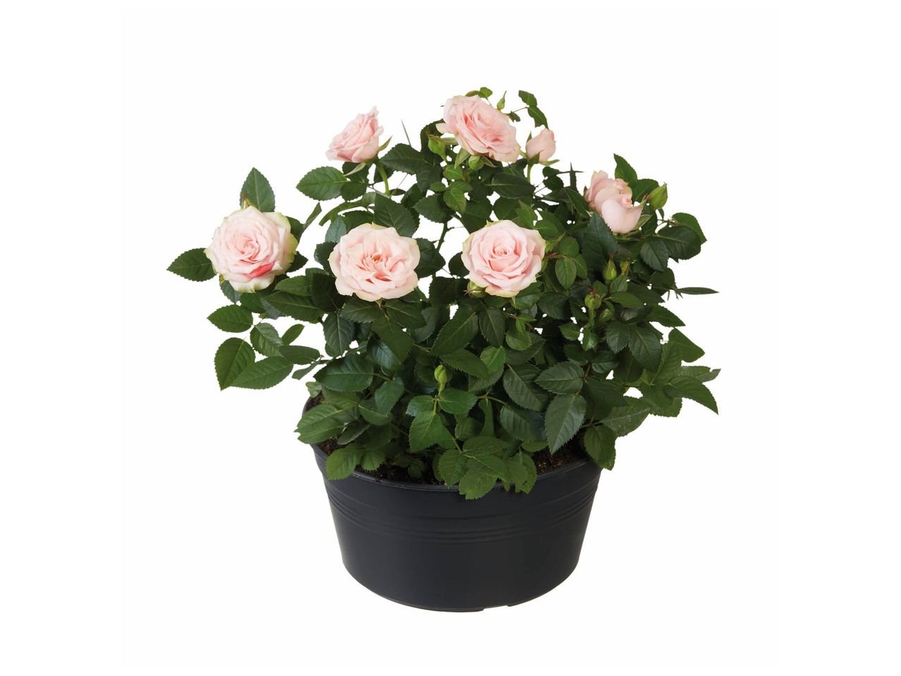 Rosier en coupe