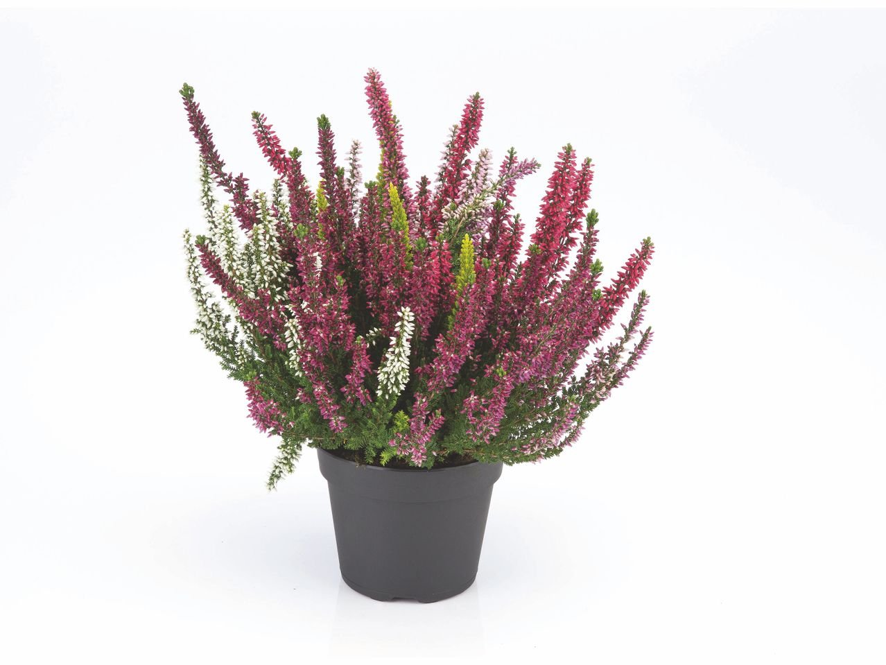 Bruyère calluna 3 couleurs