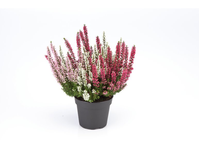 Bruyère calluna 3 couleurs