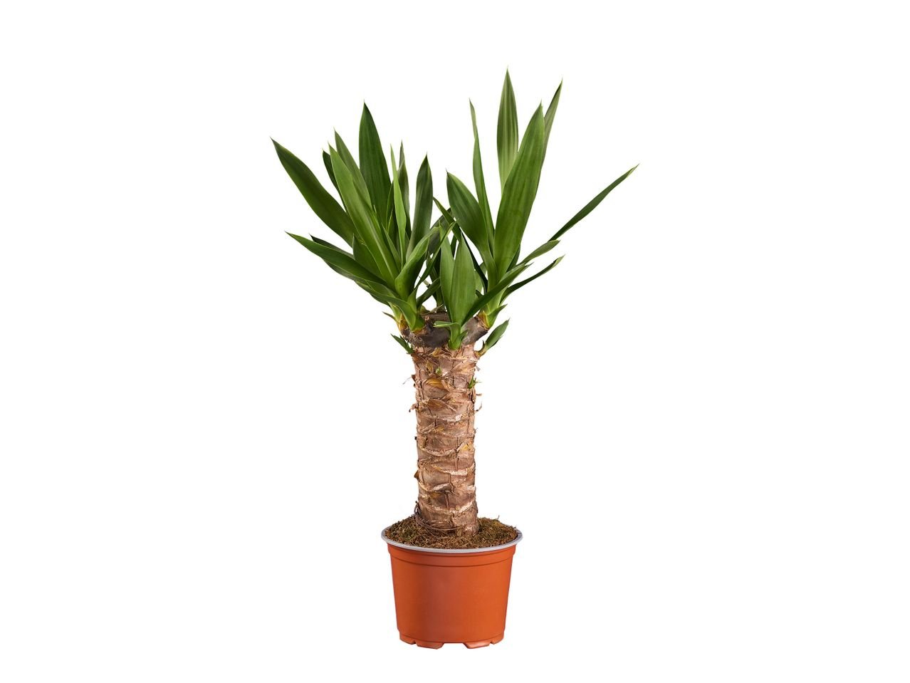 Yucca