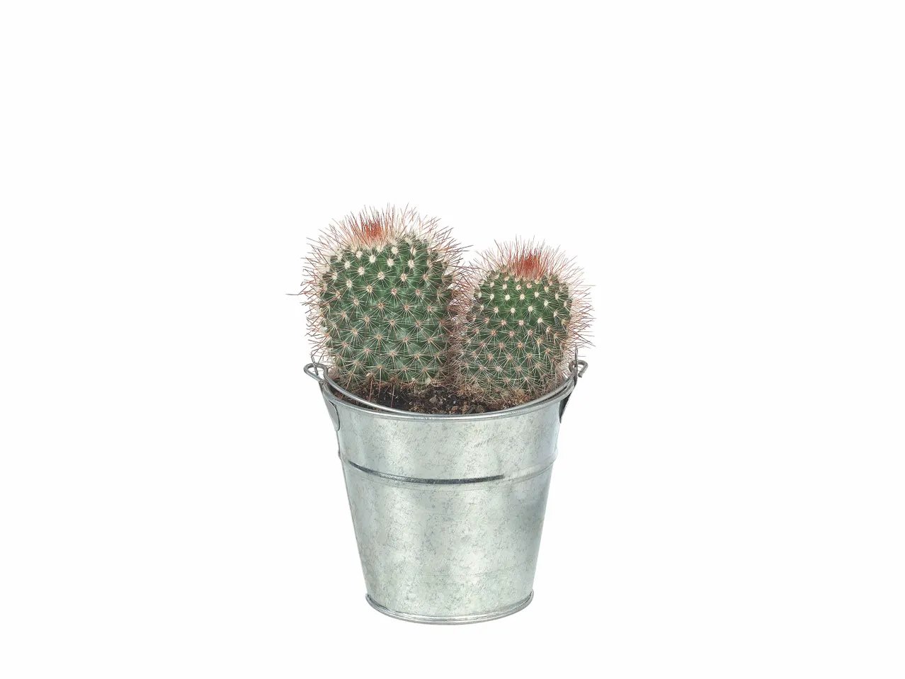 Mini cactée en seau zinc