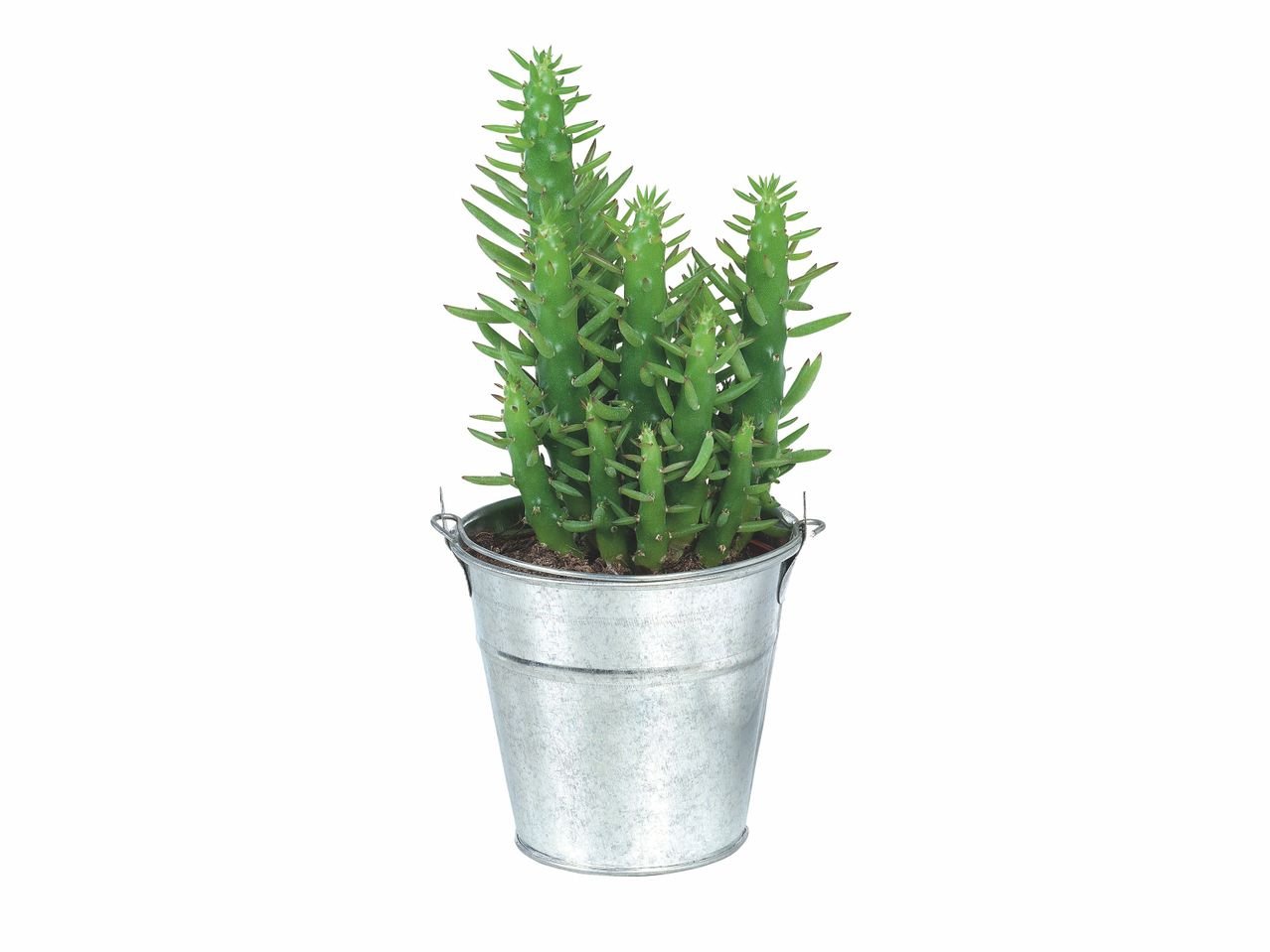 Mini cactée en seau zinc