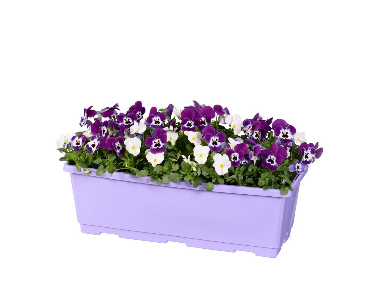 Jardinière de pensées
