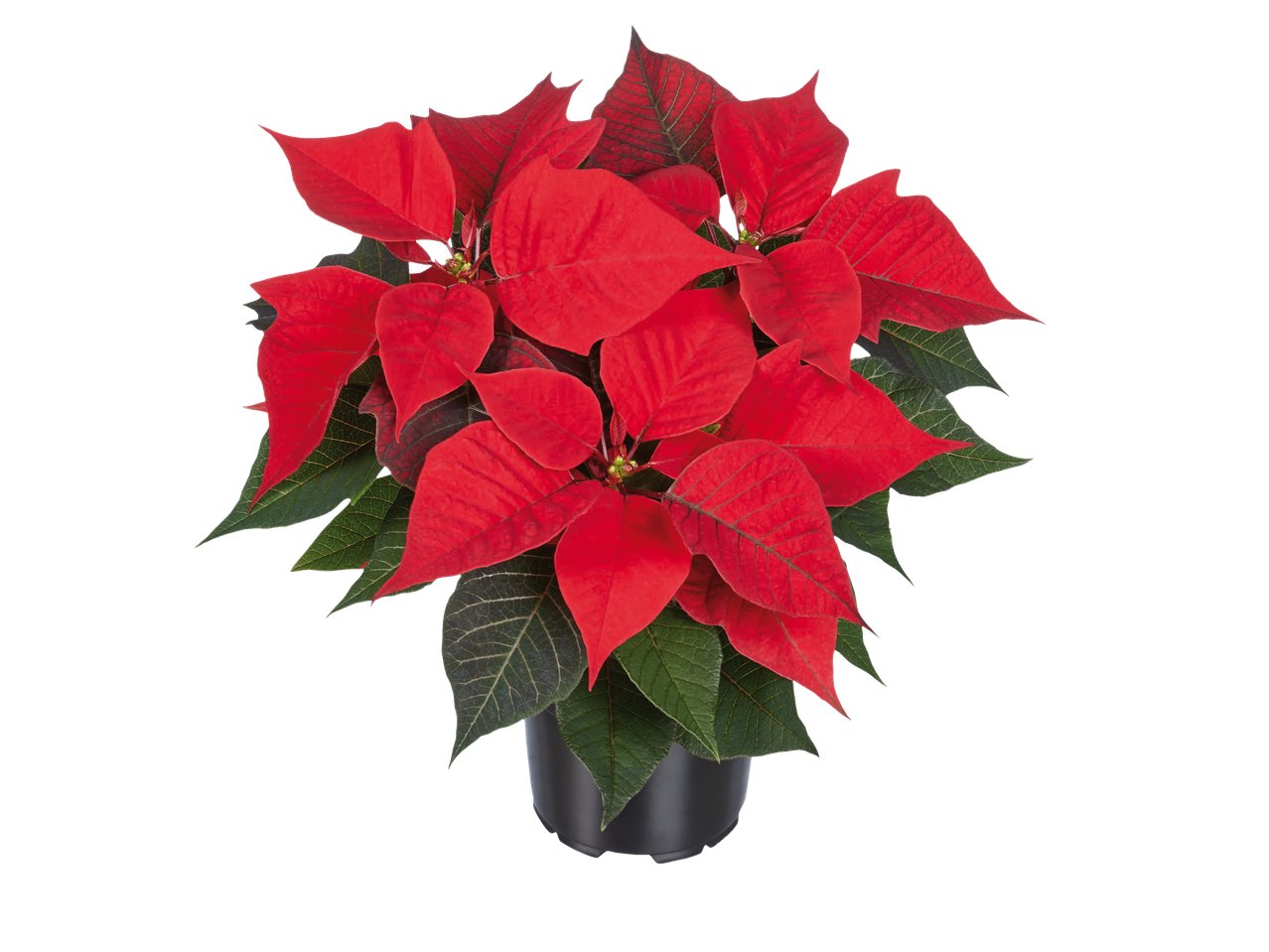 Petite étoile de Noël