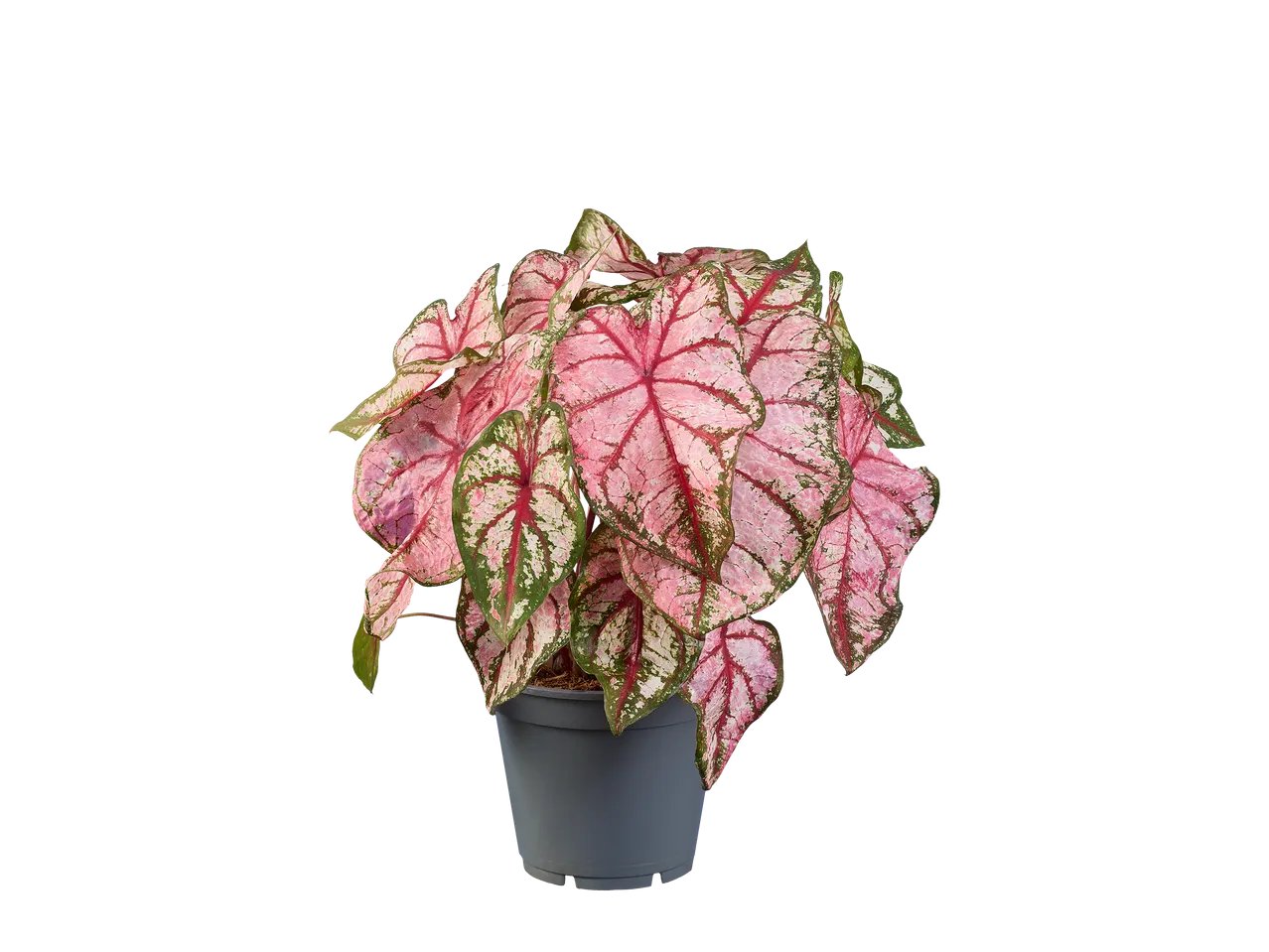 Caladium