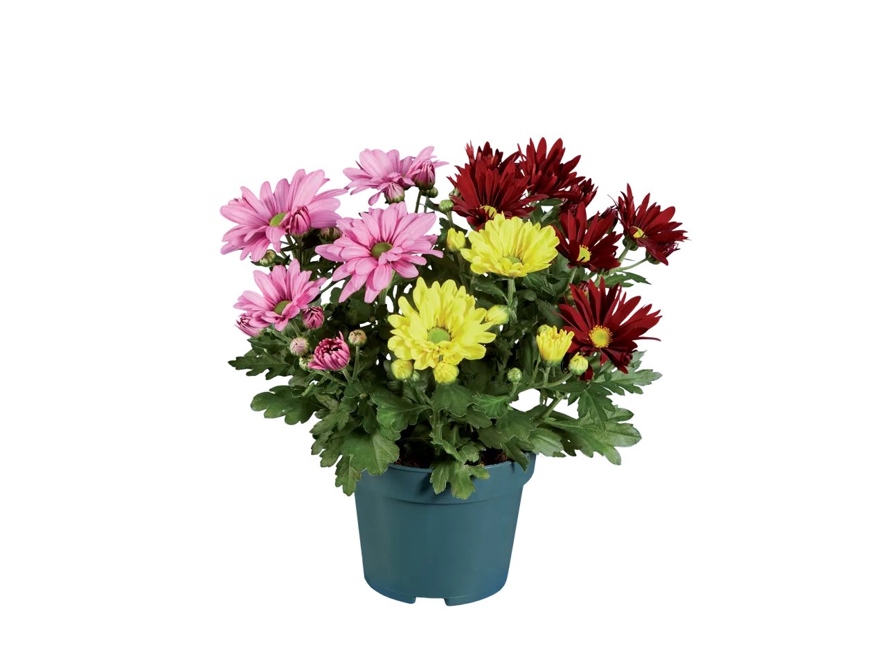 Chrysanthème trio