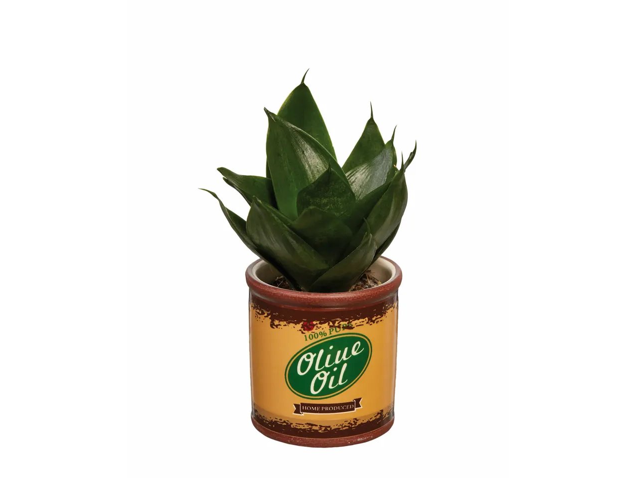 Plante verte en cache pot vintage