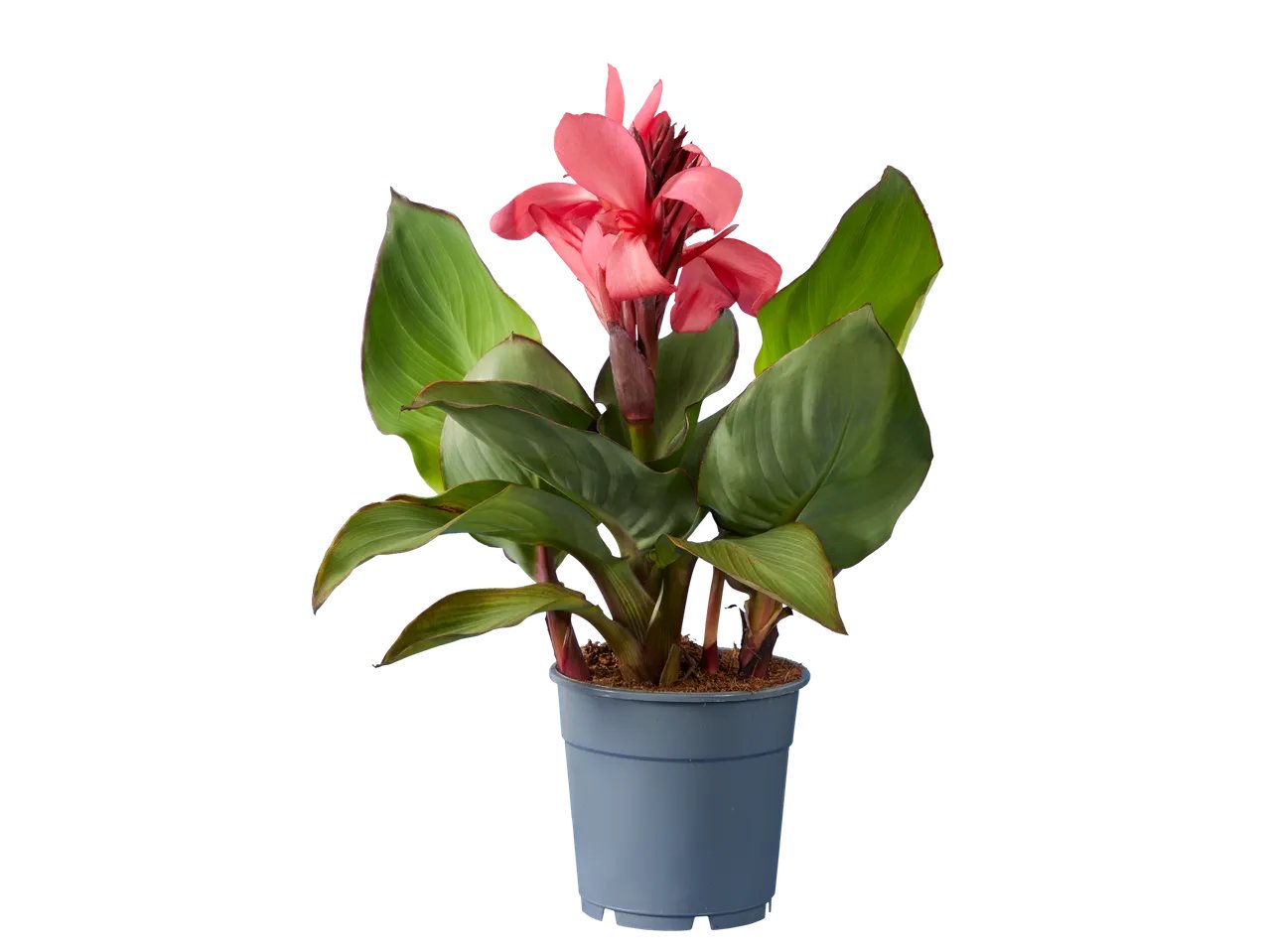 Canna indica