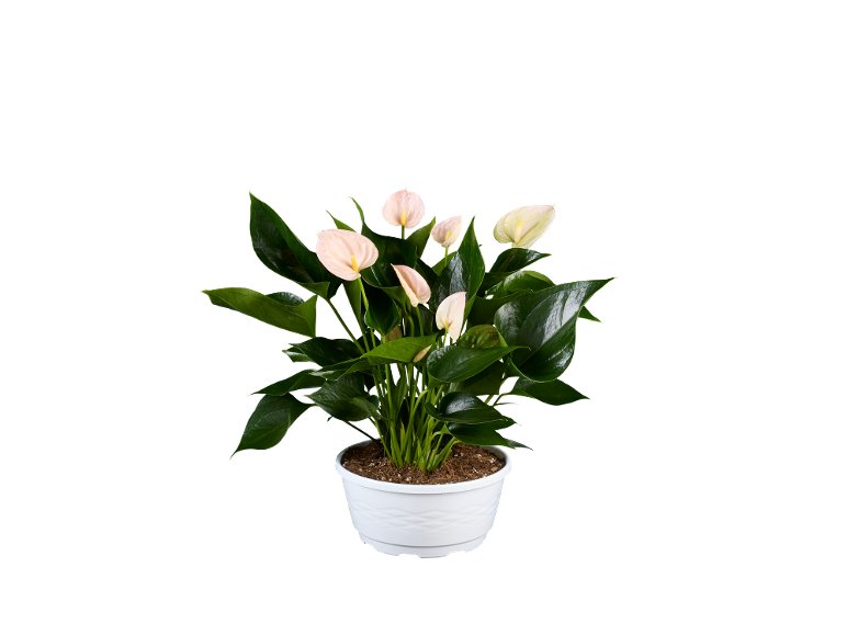 Anthurium mix en coupe