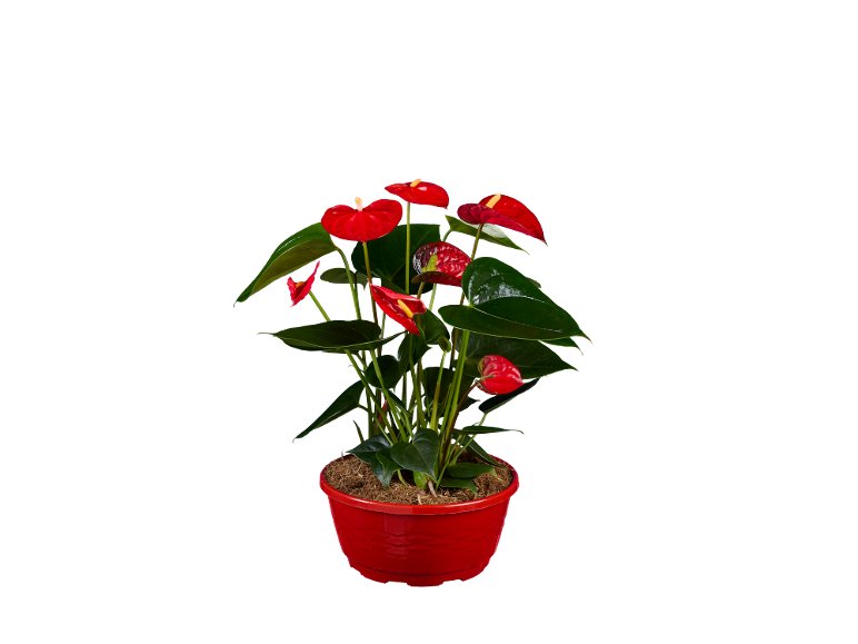 Anthurium mix en coupe