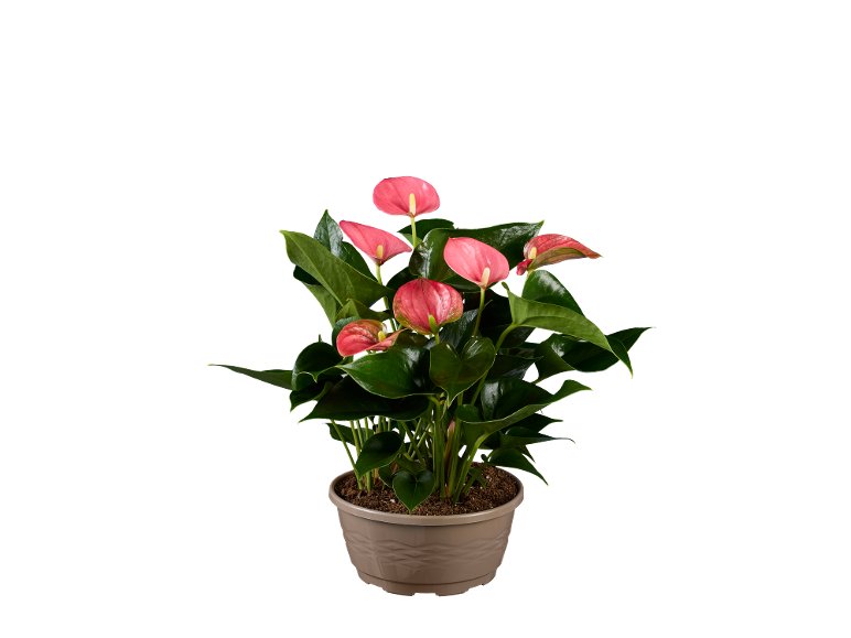 Anthurium mix en coupe