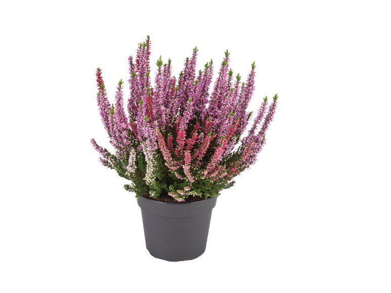 Calluna vulgaris bicolore