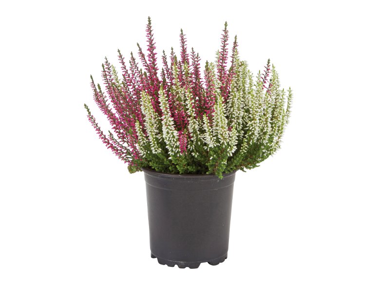 Calluna vulgaris bicolore