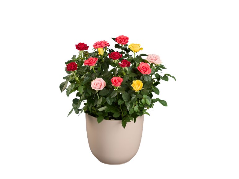 Rosier Arlequin