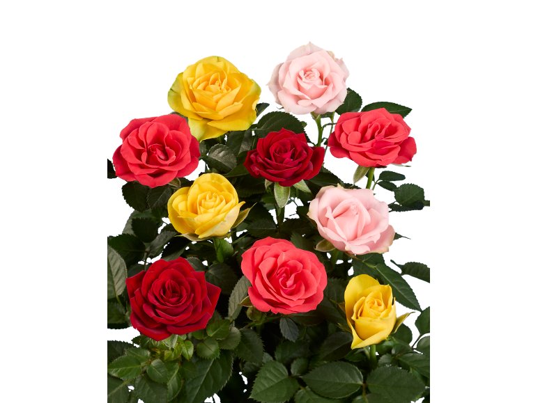 Rosier Arlequin