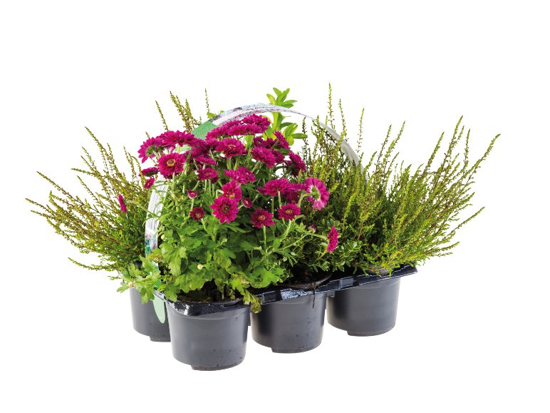 Barquette plantes extérieures