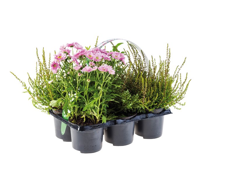 Barquette plantes extérieures