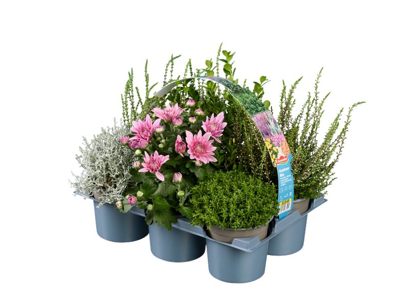 Barquette plantes extérieures